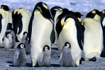 Filme - A Marcha dos Pinguins